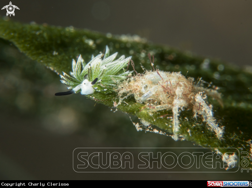 A Costasiella usagi