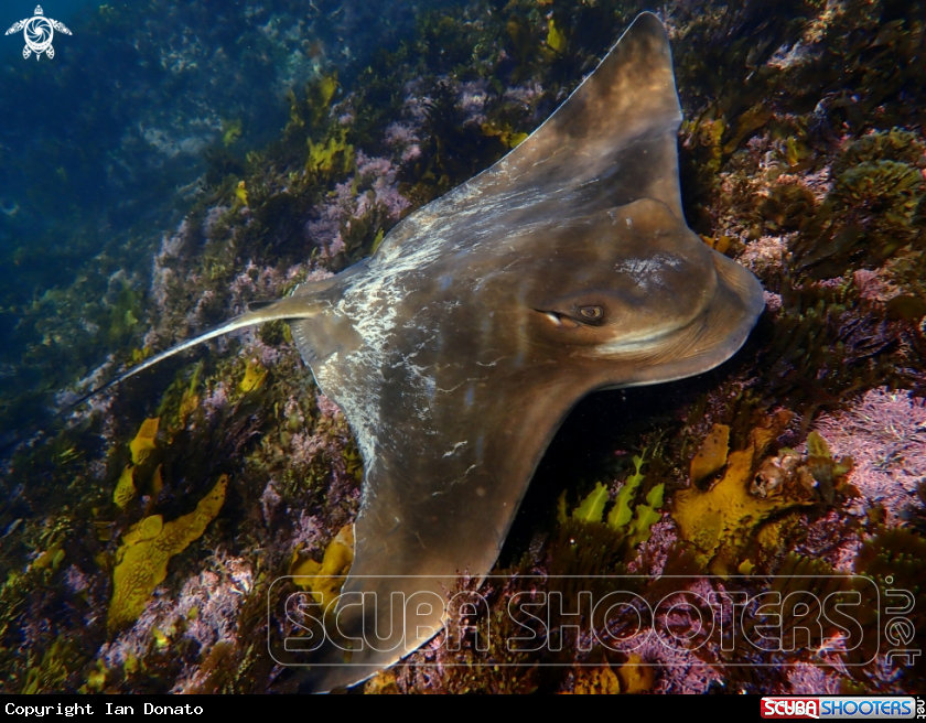 A Southern eagle ray