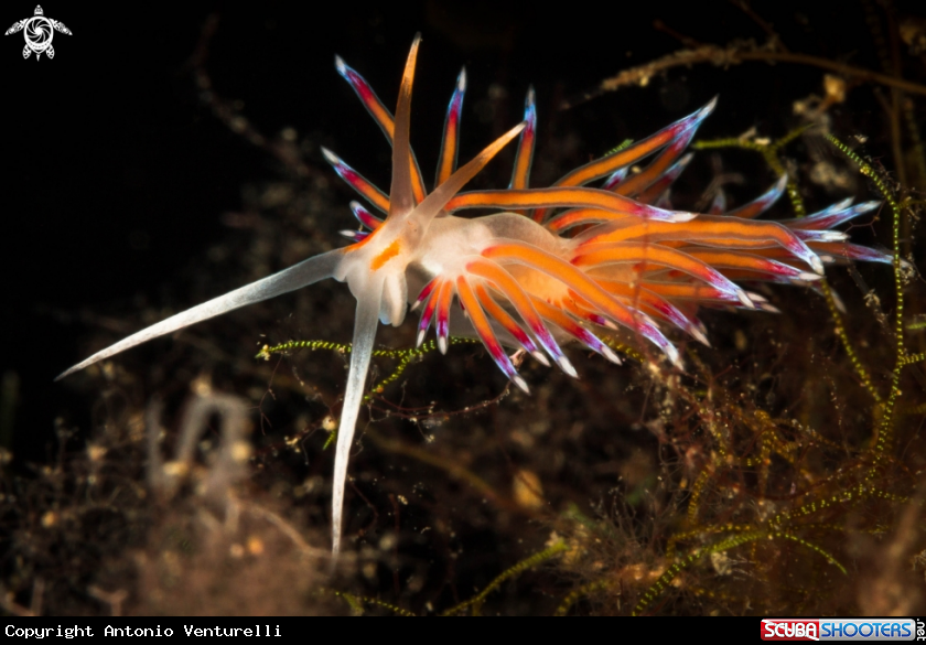 A Mediterranean Cratena peregrina nudibranch