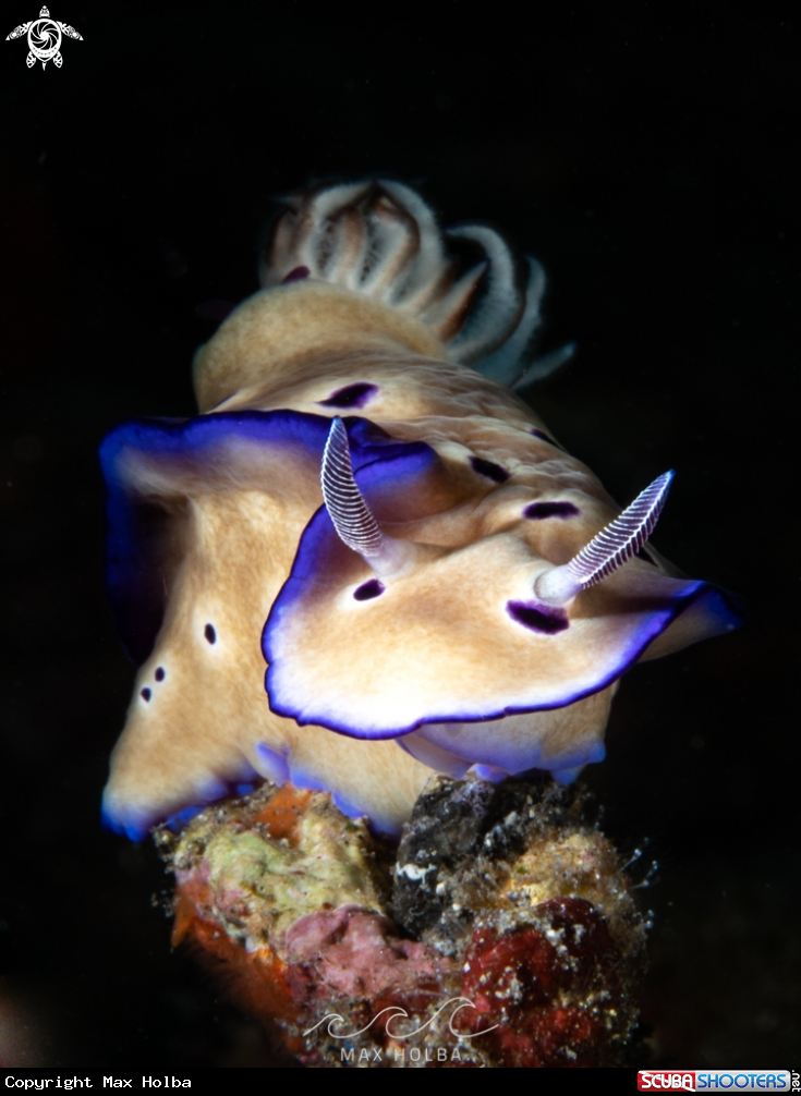 A Hypselodoris Nudibranch