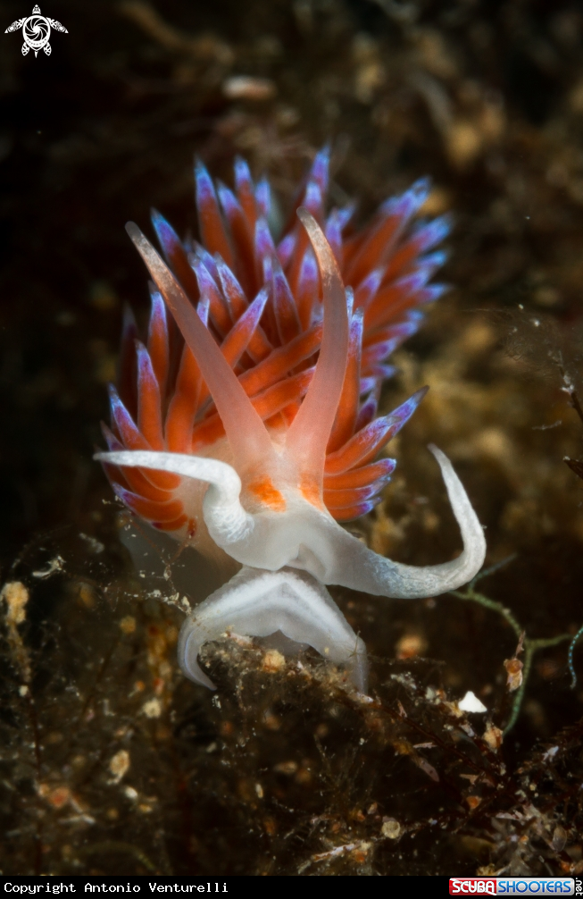 A Cratena peregrina nudibranch
