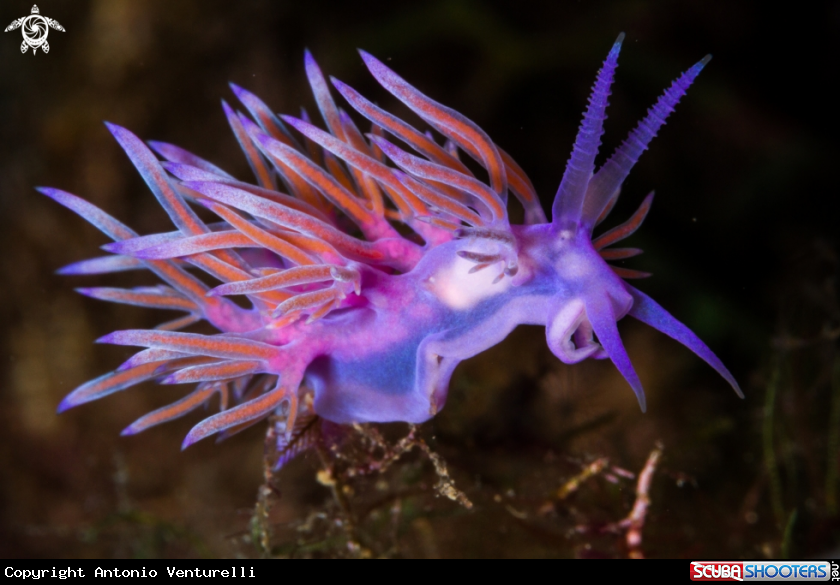 A Flabellina affinis nudibranch