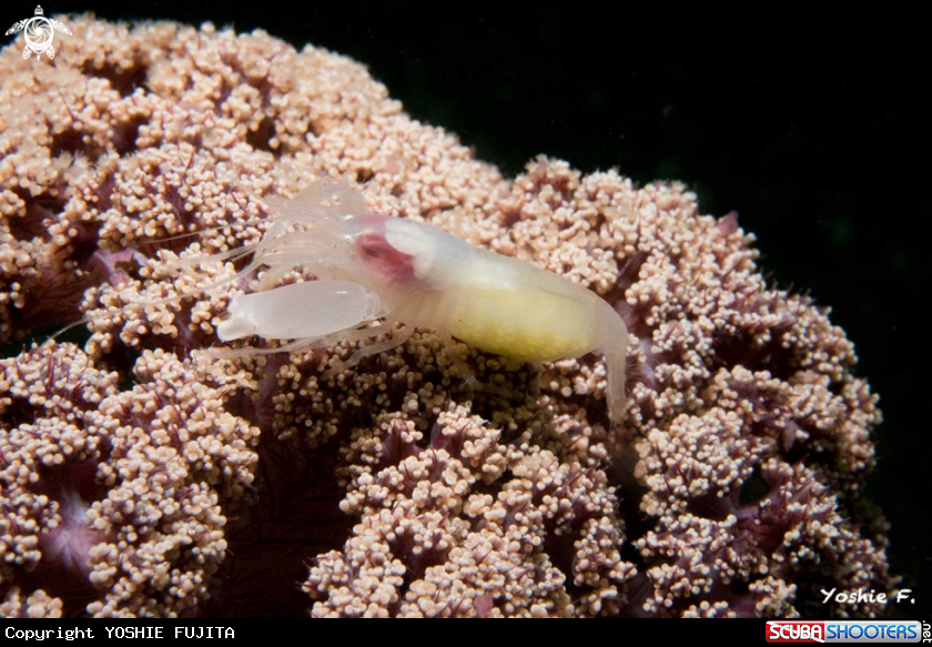 A Snapping shrimp