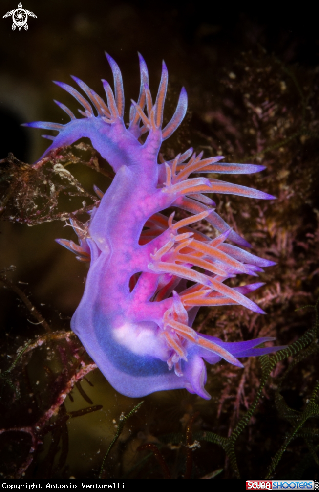A Flabellina rosa nudibranch