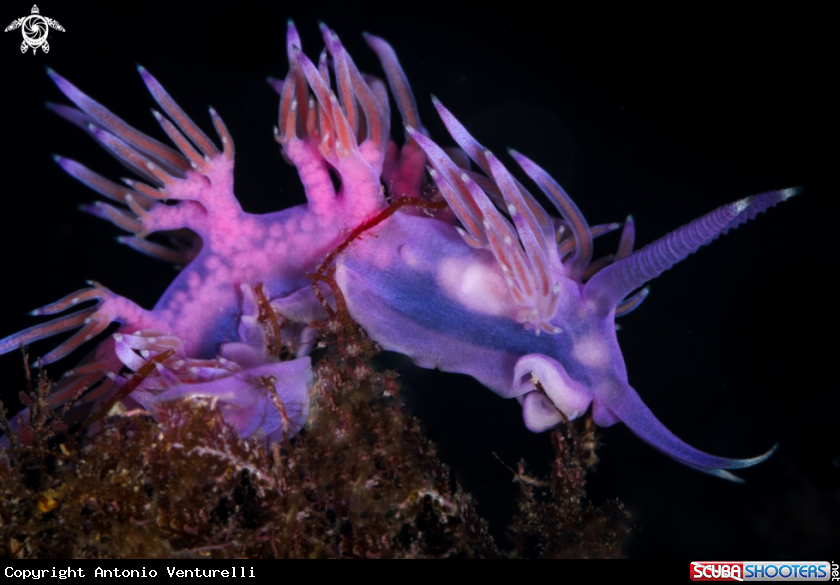 A Flabellina nudibranch