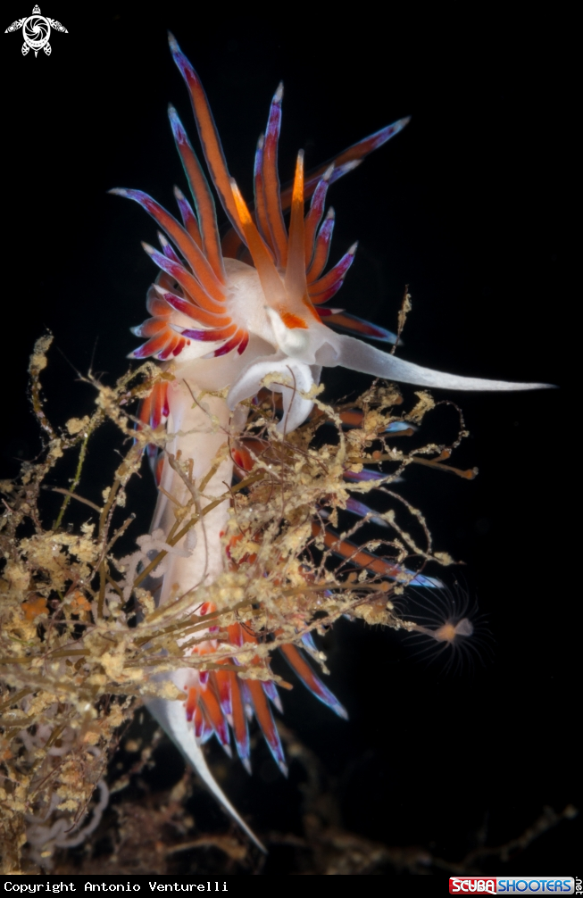 A Cratena peregrina nudibranch
