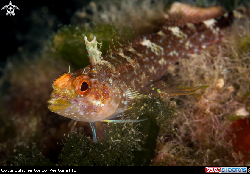 A pesce peperoncino