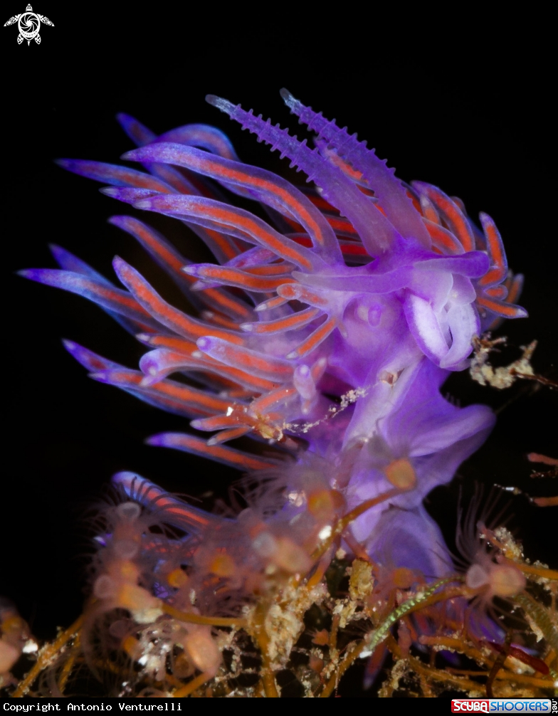 A Flabellina rosa