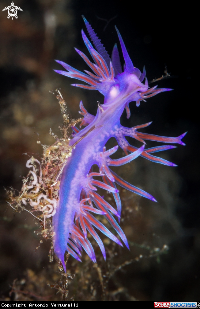 A Flabellina affinis nudibranch