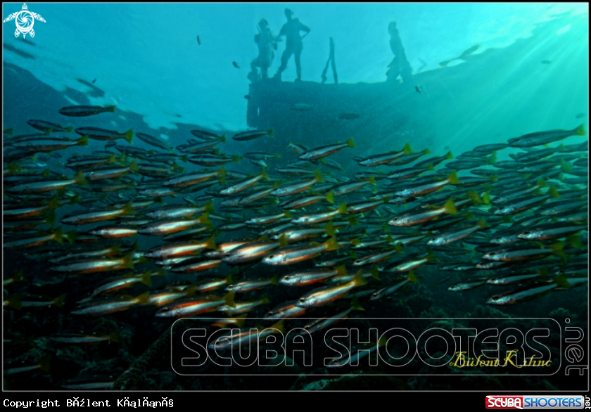 A Reef