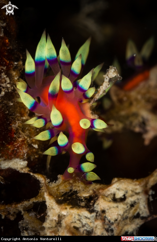 A Coryphellina exoptata nudibranch