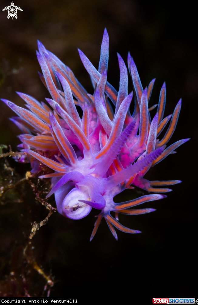 A Flabellina nudibranch