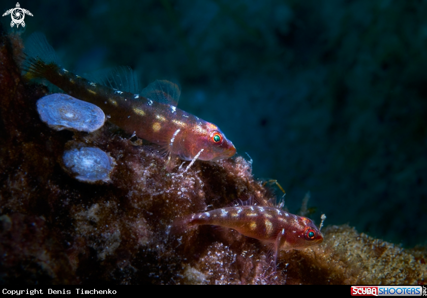 A GOBY