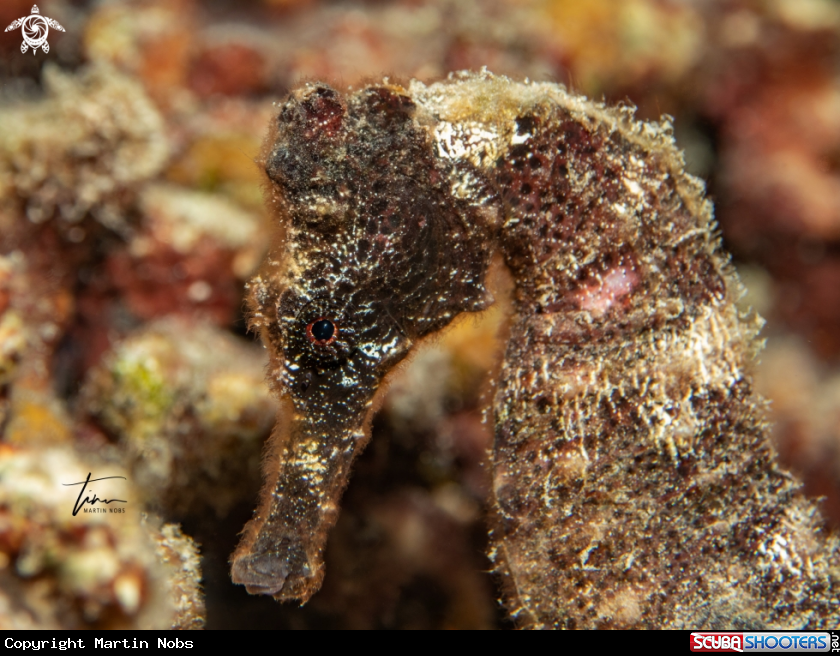 A Seahorse