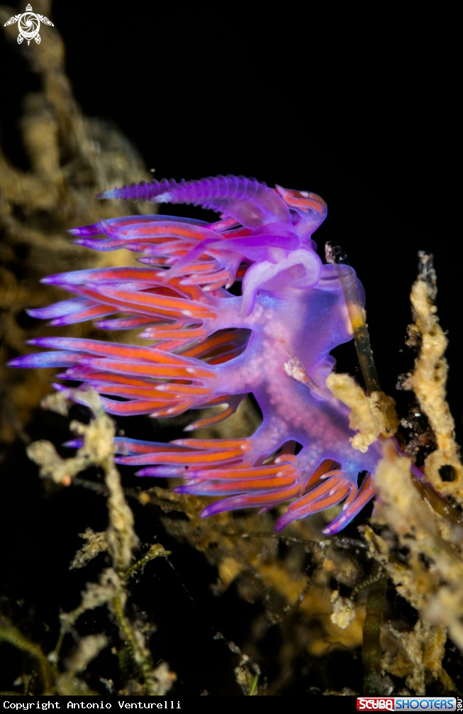A Flabellina nudibranch