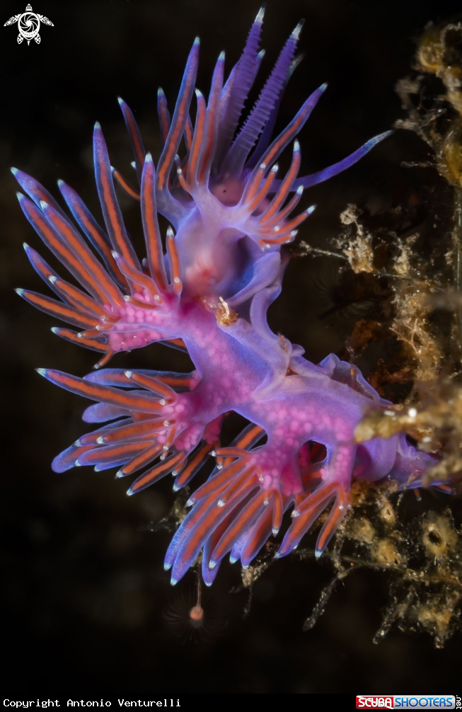 A Flabellina nudibranch