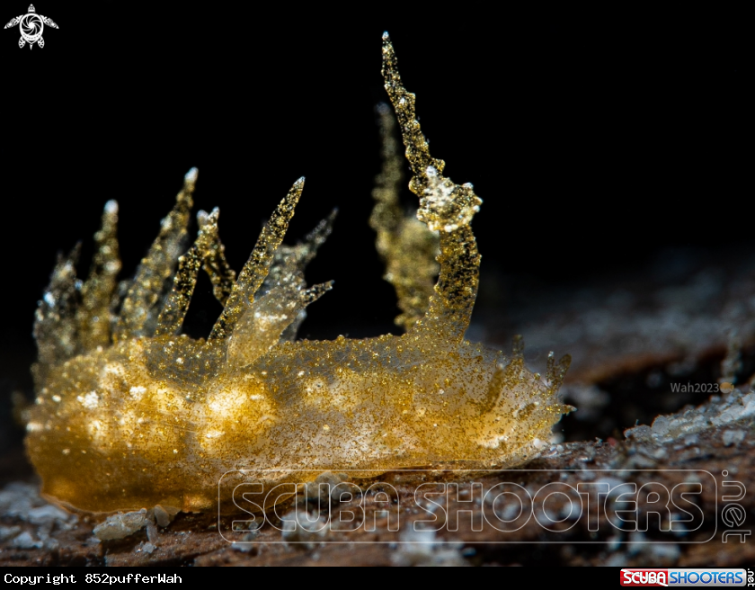 A Melibe arianeae