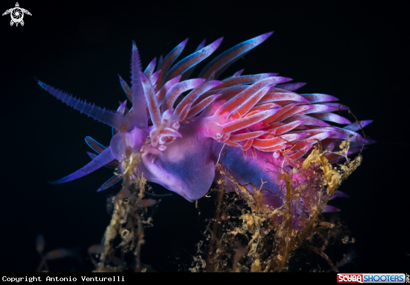 A Flabellina nudibranch