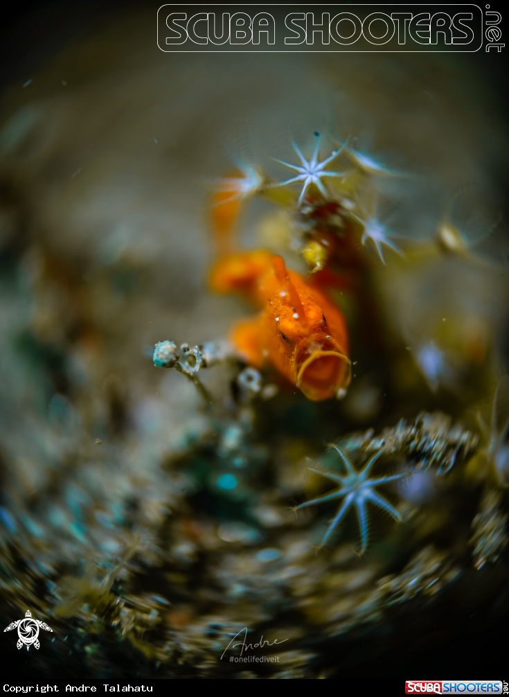 A Frogfish