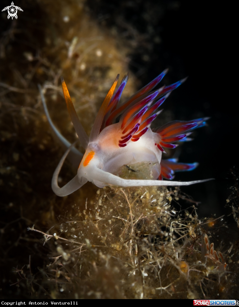 A Cratena peregrina nudibranch