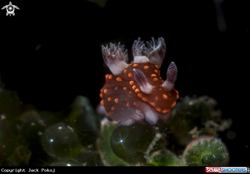 A Nembrotha sp.