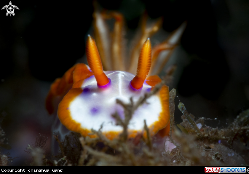 A nudibrach