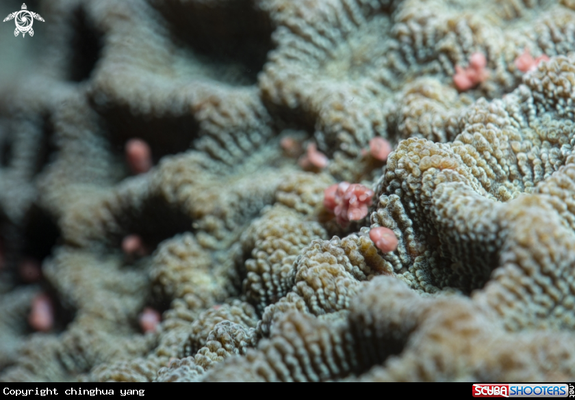 A coral