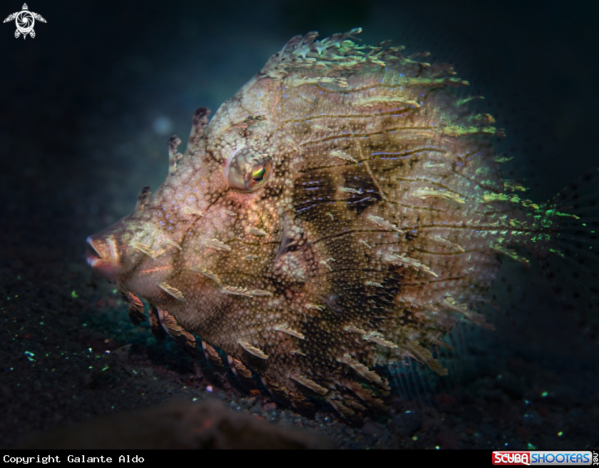A Prickly Leatherjacket