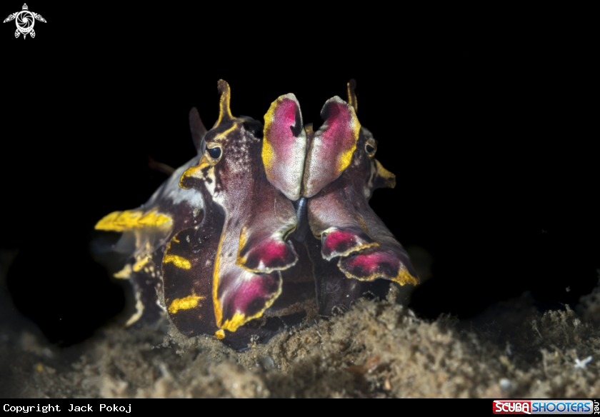 A Flamboyant Cuttlefish