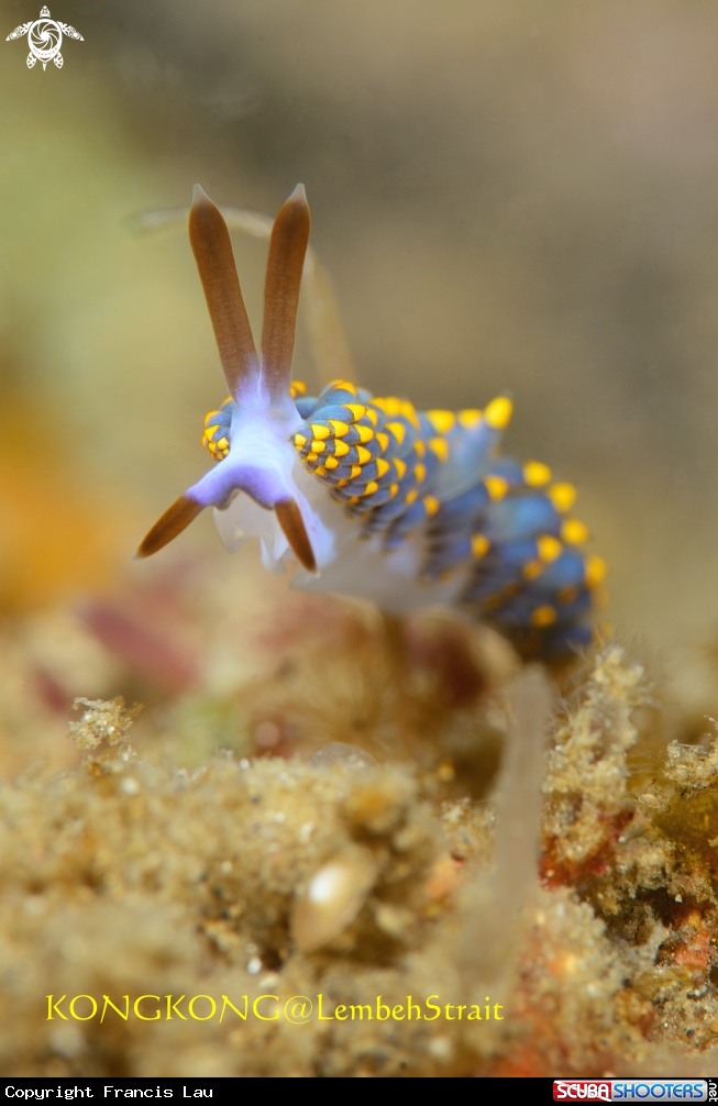 A Cuthona Nudibranch