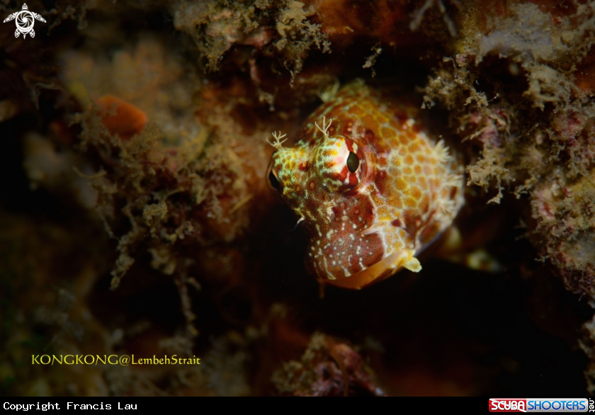 A Crossosalarias macrospilus, Triplespot Blenny