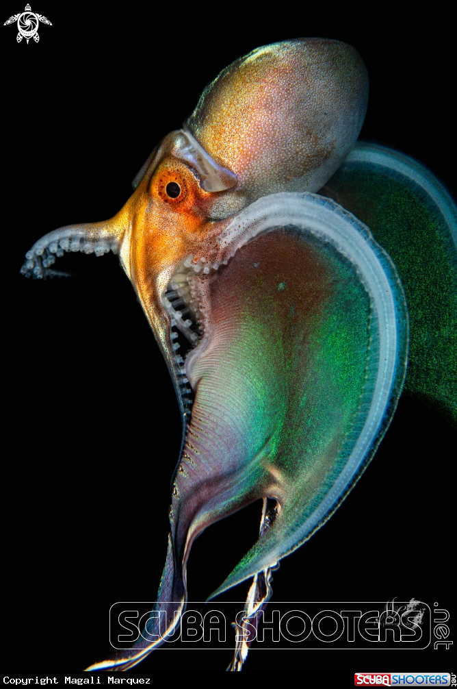 A Blanket octopus 