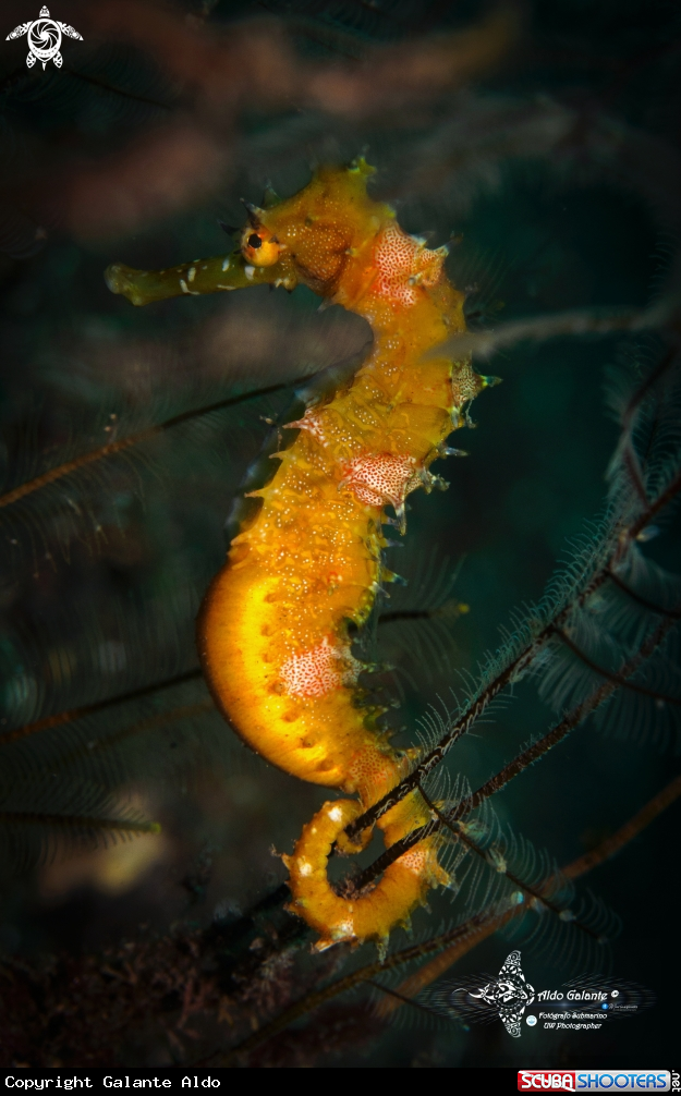 A Thorny Seahorse 