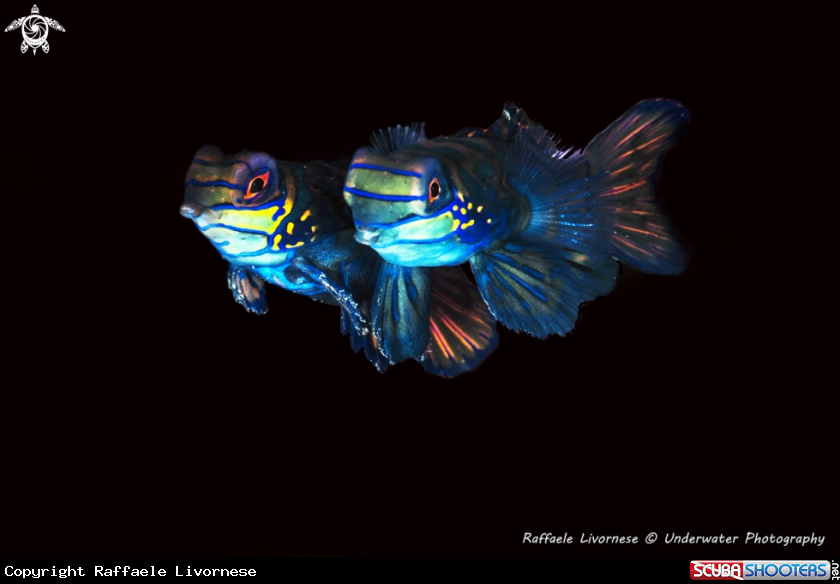 A Mandarin fish