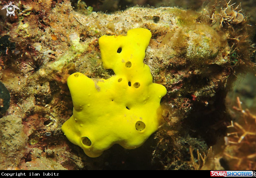 A sponges