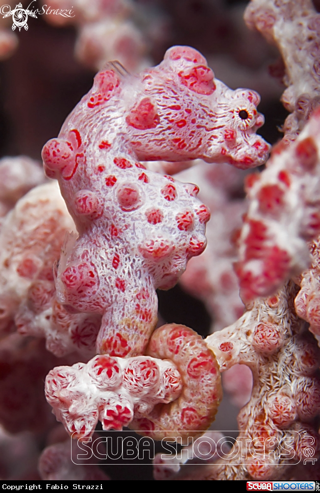 A Pigmy seahorse