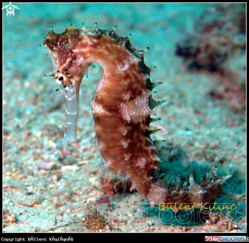 A Sea Horse