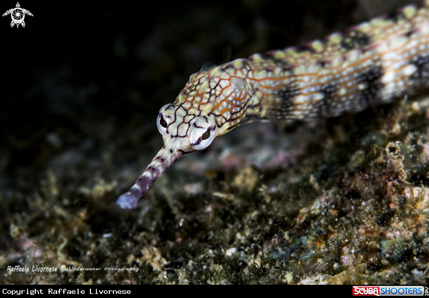A Pipe fish
