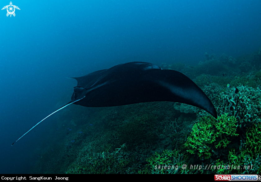 A Manta ray