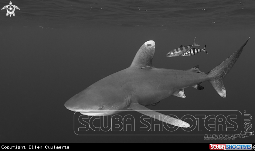 A Oceanic Whitetip