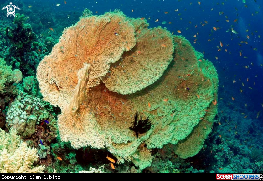 A Gorgonian