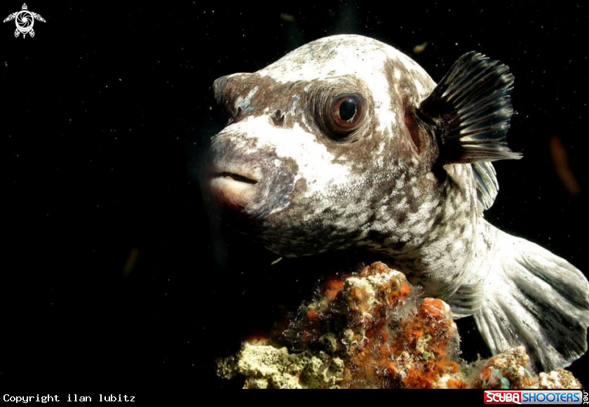 A reef fish  puffer