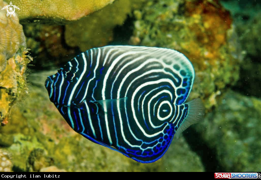 A reef fish