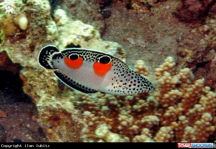 A reef fish