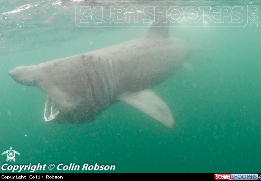 A Shark