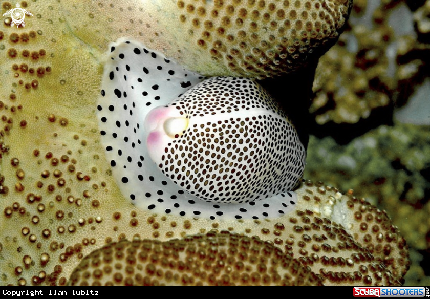 A cowrie