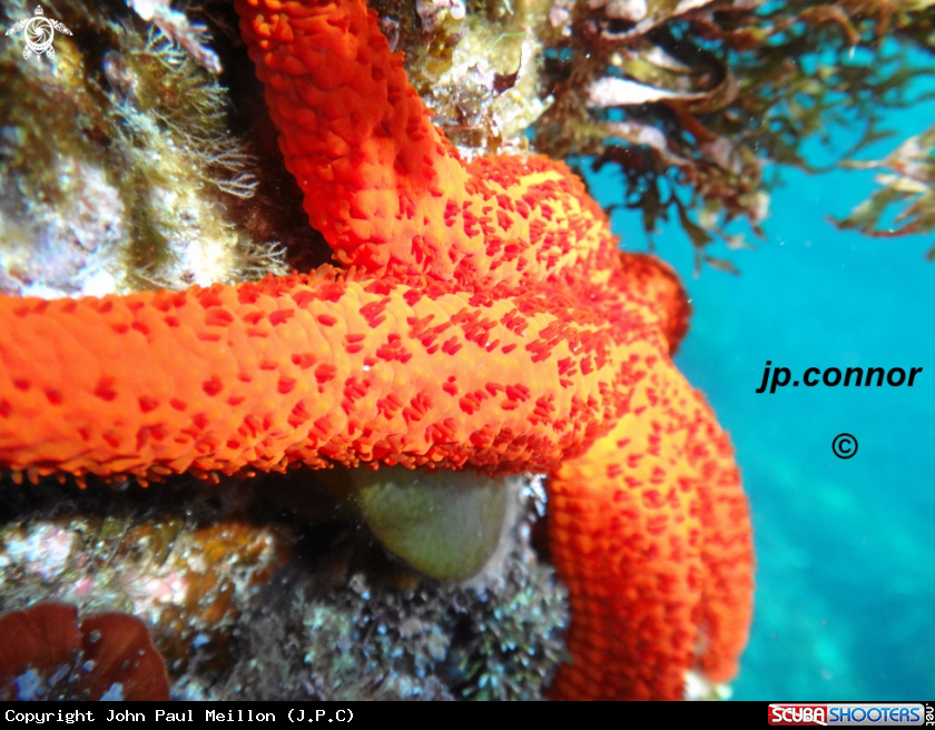 A Etoile de mer rouge