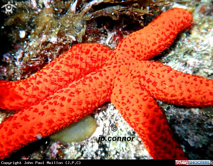 A Etoile de mer rouge