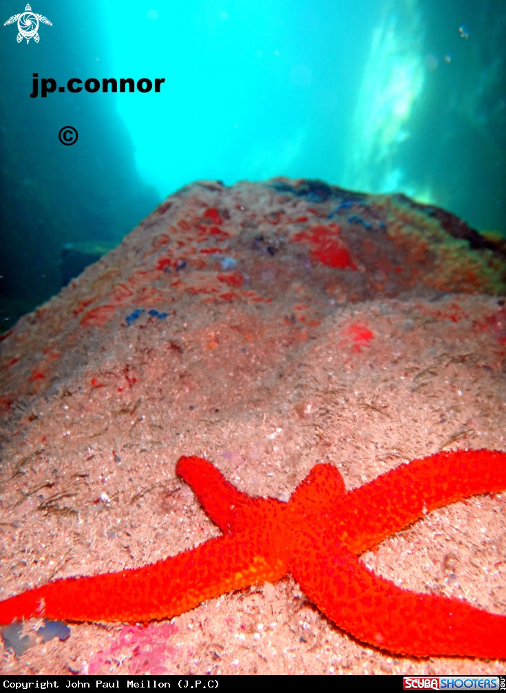 A Etoile de mer rouge