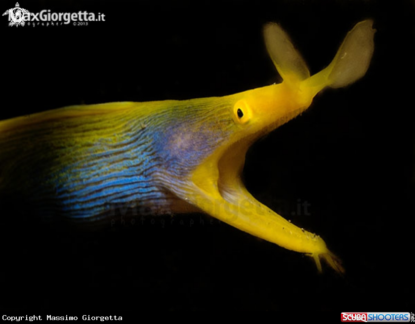 A juvenile ribbon eel yellow/royal